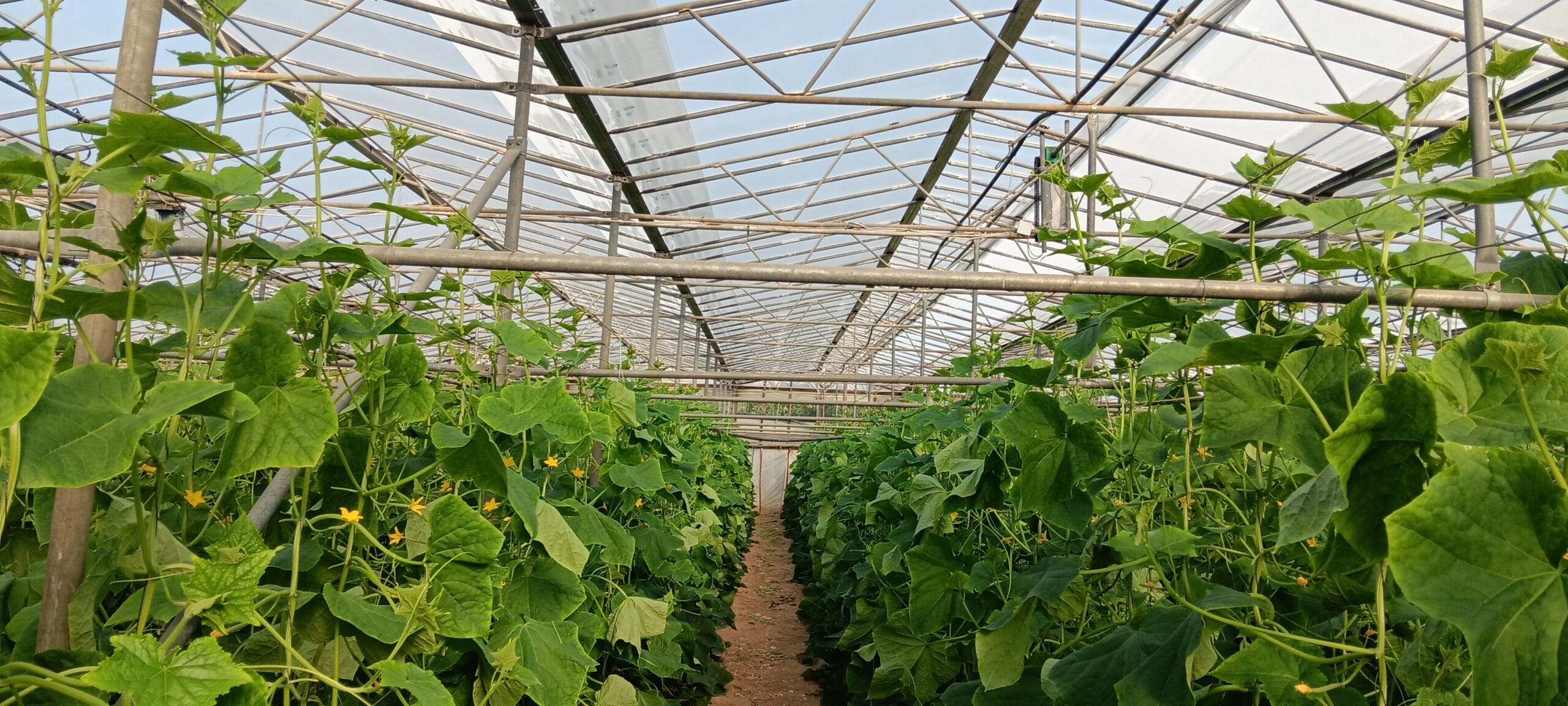 Agro4 Tuv 180 μm Φιλμ κάλυψης θερμοκηπίου με εγγυημένη διάρκεια 4 χρόνια